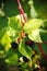 Large black berries garden blackberries, growing a brush on the background of green foliage on the branches of a bush.