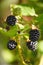 Large black berries garden blackberries, growing a brush on the background of green foliage on the branches of a bush.