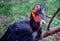 Large black bird called a ground hornbill with a mouse