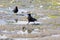 large black birds hopping around on a beach