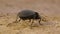 Large black bronze beetle carabid Carabus with coppery sheen on ground