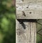 Large black bumble bee on a wooden fence. Black hairy insect