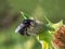 Large black bumblebee Bombus lapidarius Linnaeus on a flower