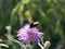 A large black bumblebee collects nectar on a cornflower flower on a sunny summer day. A useful hymenopteran insect in