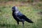 A large black crow walks on the lawn and looks at the camera.