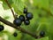 Large black currant berries ripen on a branch in the garden, under the sun on a hot summer day. A crop of organic vegetarian food