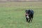 A large, black, dangerous dog is running across the autumnal winter field. Amstaff Mix.