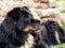 Large black dog from Berner Sennenhund lying on the lawn grass and carefully looks around, close-up