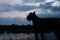 A large black dog black terrier looks into the distance on the river.