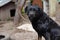 A large black dog on a chain guards the house. Watching dog