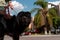 A large black dog goes for a walk with his owners in the neighborhood. Calm dog on the street posing