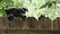 Large black dog jumping up on a wooden fence