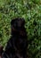 Large black dog posing elegantly in front of leaves on a bush. Black companion dog trained to sit