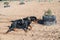 A large black dog pulls the leash with great effort. A male Rottweiler dog. Pet training at the training ground. Side view.