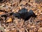 Large black European gilled mushroom in woodland. Probably Russula nigricans, aka Blackening brittlegill or Blackening