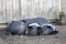 Large Black Farmyard pigs resting in yards
