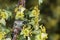 Large black fly hiding in a flowering sagebrush bush