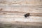 A large black fly on a Missouri wooden deck.