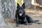 Large black German Shepherd mix breed dog laying down, pet rescue