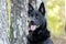 Large black German Shepherd mix breed dog, pet rescue