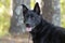 Large black German Shepherd mix breed dog, pet rescue