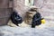 A large black gorillas family with babes sitting and relaxing in zoo.