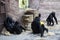 A large black gorillas family with babes sitting and relaxing in zoo.