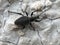 Large black hairy weevil - Curculionoidea