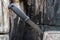 A large black knife on a background of burnt wood. Hunting black knife