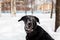 Large black labrador retriever dog in winter forest. Large portrait. Snowdrift. Snow. Does not Looks into the camera. Lies in a