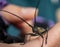 Large black longhorn beetle close-up sits on a man`s hand