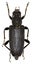 Large Black Longhorn Beetle on white Background