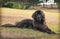Large black newfoundland dog laying down on dry grass in a park