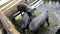 Large Black Pig eating at farm in Pattalung, Thailand.