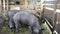 Large Black Pig eating at farm in Pattalung, Thailand.