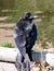 A large black raven