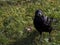 Large black Rook bird / Corvus frugilegus Portrait