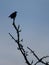 Large black rook sitting on the top of the tree branch