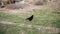 A large black rook struts along the grass by the roadside