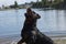 A large black Rottweiler breed dog plays in the water with a spray, catches them on the fly