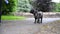 A large black shaggy labradoodle dog refuses to go for a walk