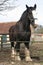 Large Black Shire Horse