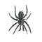 Large black spider, hand drawn decorative illustration with texture on a white background