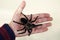 large black spider on the palm of a man\'s hand. A man holding a spider tarantula