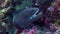 Large Black Spotted moray eel sitting on reef.