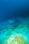 Large black Stingray, Maldives