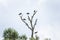 Large black storks in a natural habitat on a tree