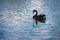 A large black swan floating on shimmering water