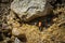 Large black tarantulla wasp near water mud,