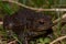 Large black toad